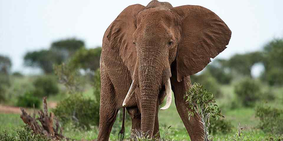 6-Day Manyara Ngorongoro, Serengeti, Tarangire