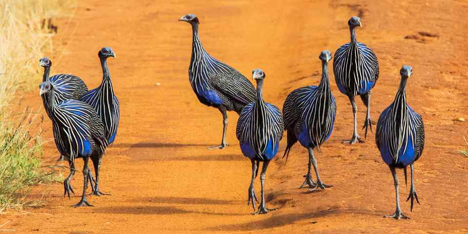 3-Day Ashnil Aruba Lodge Private Safari