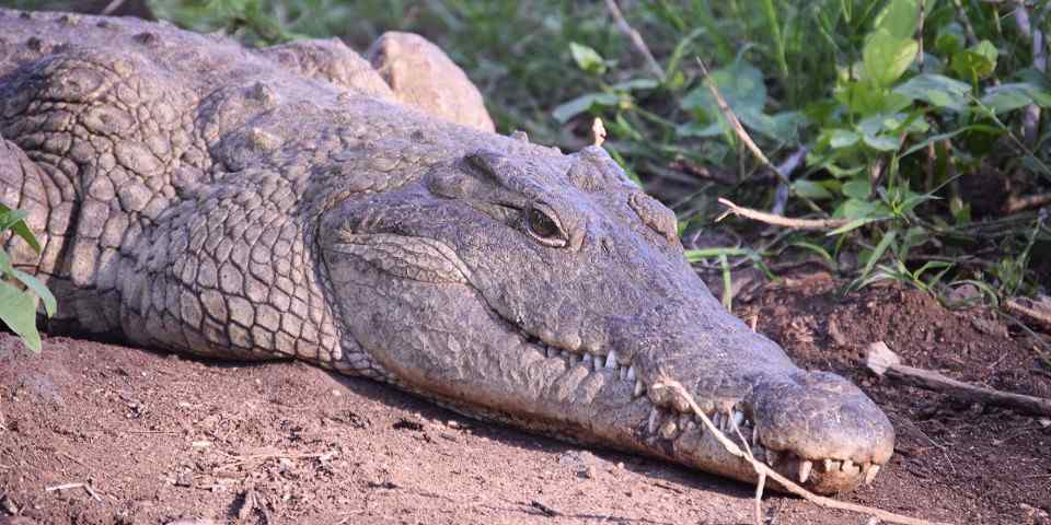 4-Day Amboseli, Tsavo East and Tsavo West Private Safari