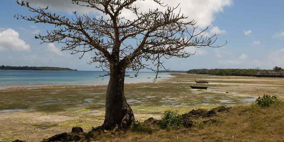 2-Day Salt Lick Safari Lodge Tour from Diani or Mombasa