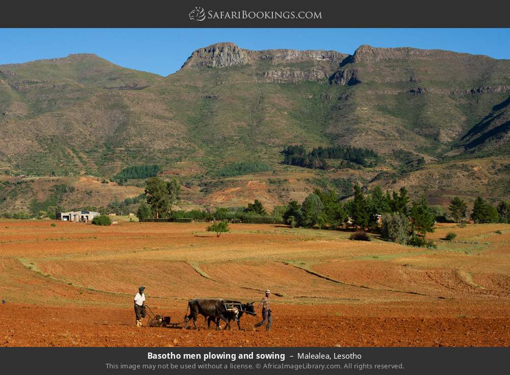 Basotho men plowing and sowing in Malealea, Lesotho