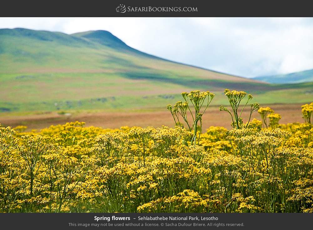 Spring flowers in Sehlabathebe National Park, Lesotho