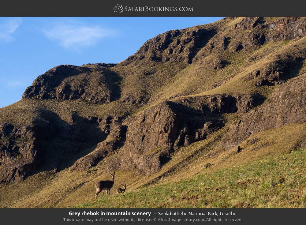 Grey rhebok in mountain scenery in Sehlabathebe National Park, Lesotho