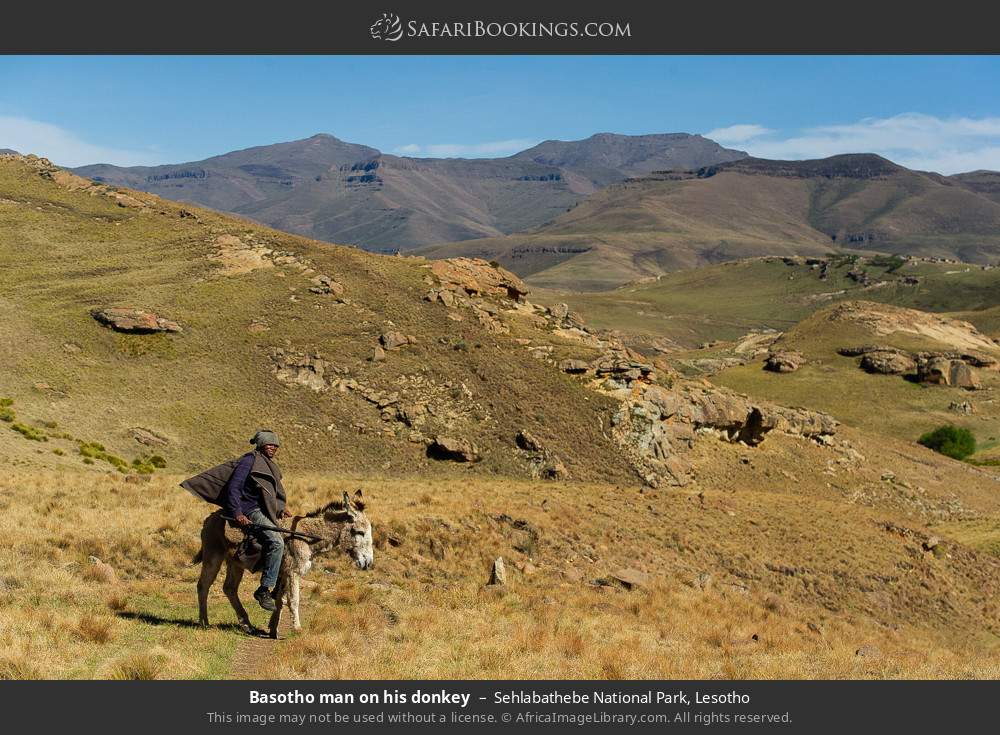 Basotho man on his donkey in Sehlabathebe National Park, Lesotho