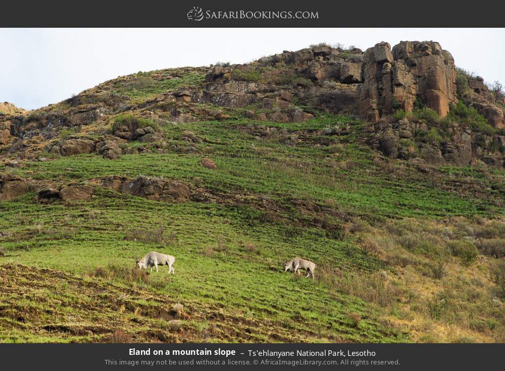 Eland on a mountain slope in Ts'ehlanyane National Park, Lesotho