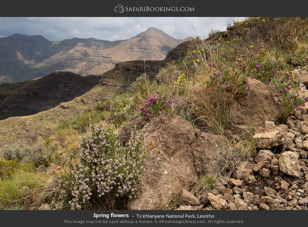 Spring flowers in Ts'ehlanyane National Park, Lesotho