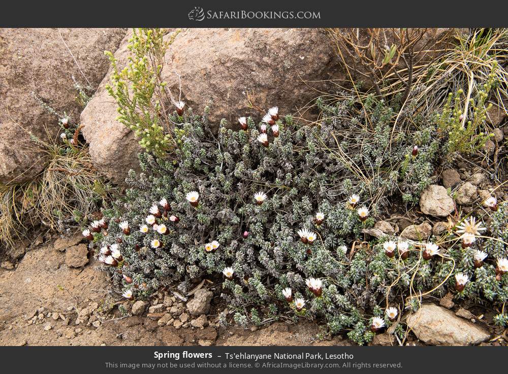 Spring flowers in Ts'ehlanyane National Park, Lesotho