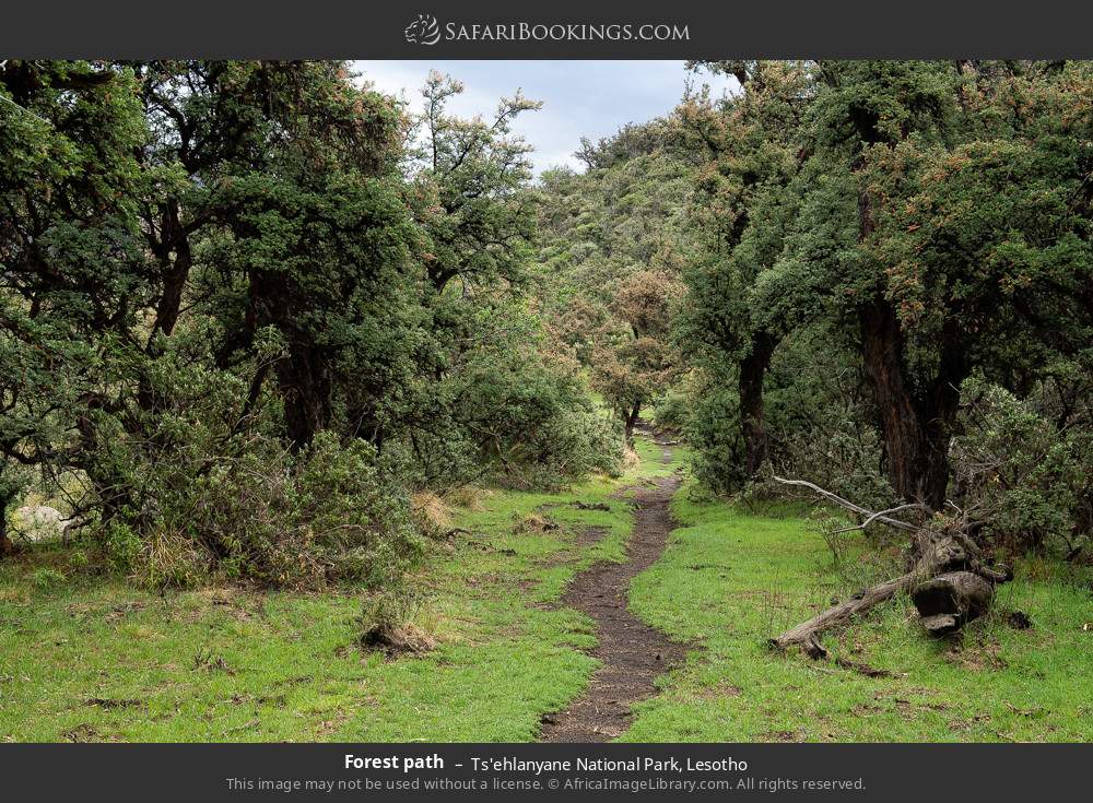 Forest path in Ts'ehlanyane National Park, Lesotho