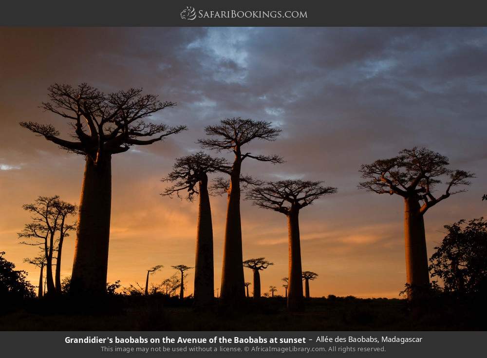 Madagascar Safari: 24-Day Circuit Combination East - West -South