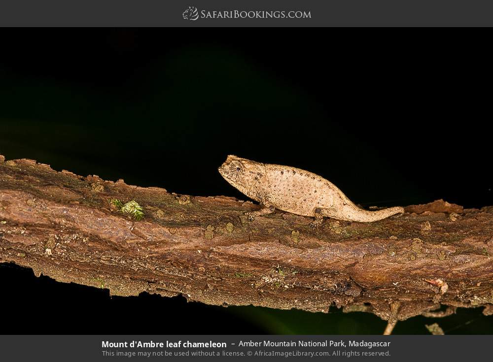Mount d'Ambre leaf chameleon in Amber Mountain National Park, Madagascar