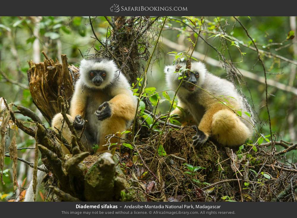 Diademed sifakas in Andasibe-Mantadia National Park, Madagascar