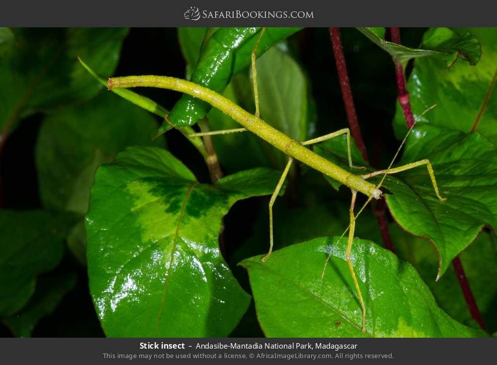 Stick insect in Andasibe-Mantadia National Park, Madagascar