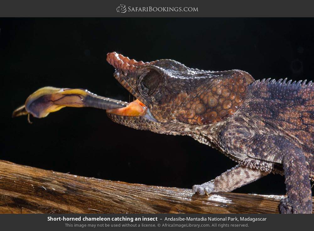 Short-horned chameleon catching an insect in Andasibe-Mantadia National Park, Madagascar