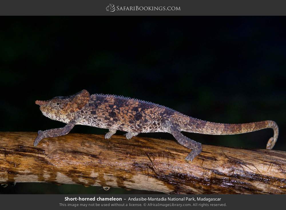 Short-horned chameleon in Andasibe-Mantadia National Park, Madagascar