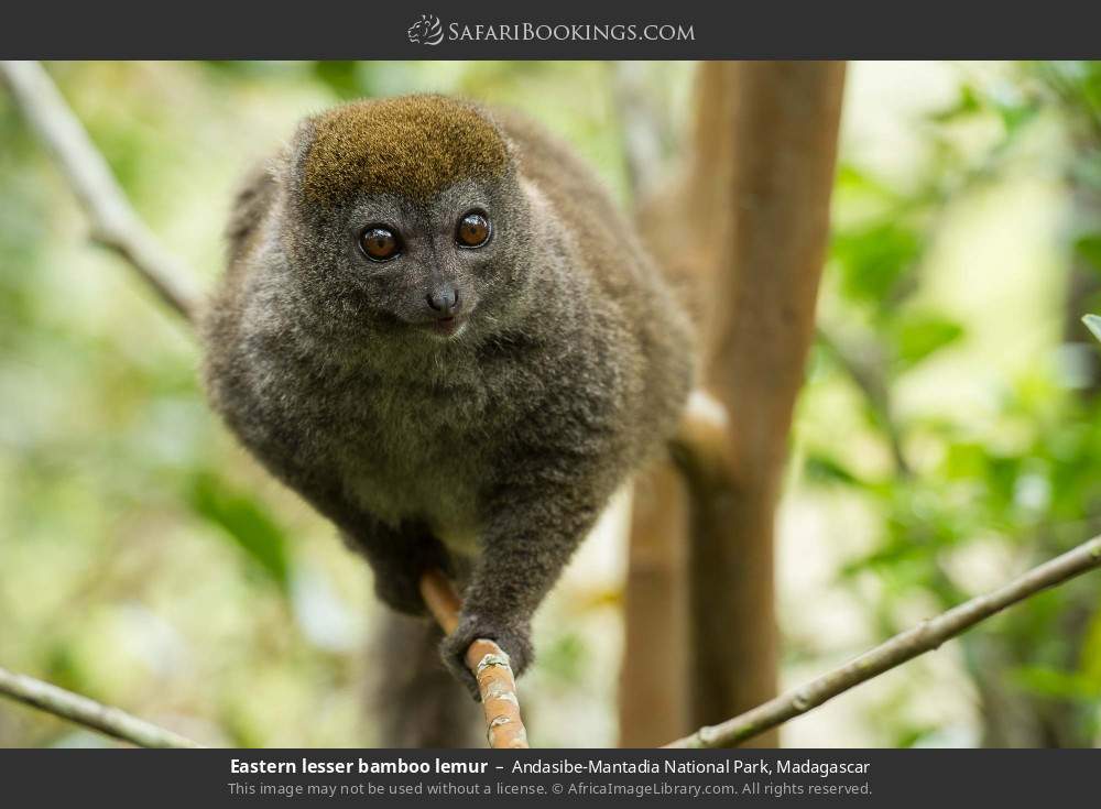 Eastern lesser bamboo lemur in Andasibe-Mantadia National Park, Madagascar