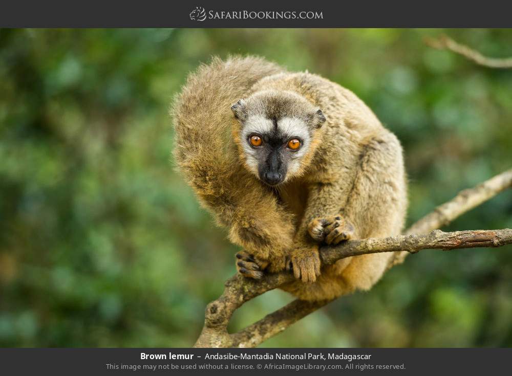 Brown lemur in Andasibe-Mantadia National Park, Madagascar