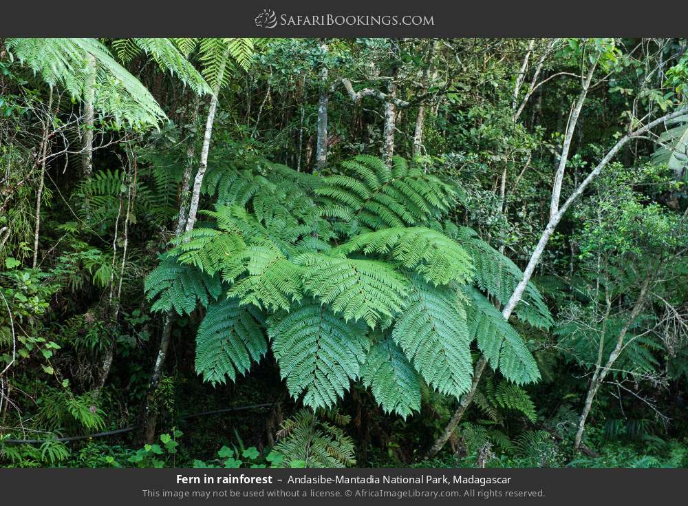 Fern in rainforest in Andasibe-Mantadia National Park, Madagascar