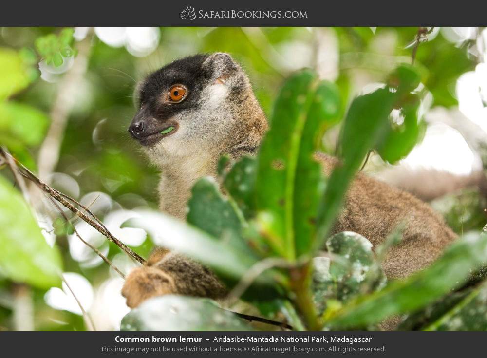 Common brown lemur in Andasibe-Mantadia National Park, Madagascar