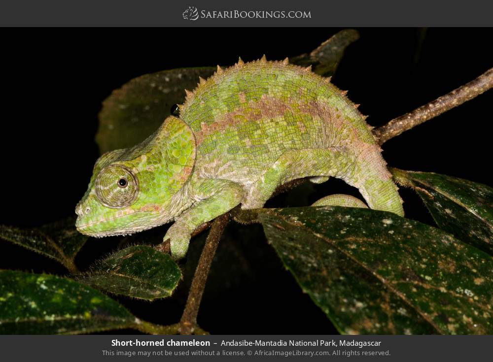 Short-horned chameleon in Andasibe-Mantadia National Park, Madagascar