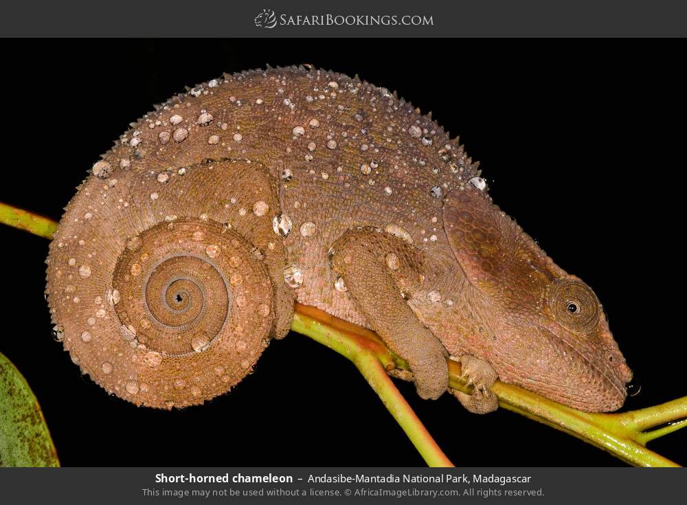 Short-horned chameleon in Andasibe-Mantadia National Park, Madagascar