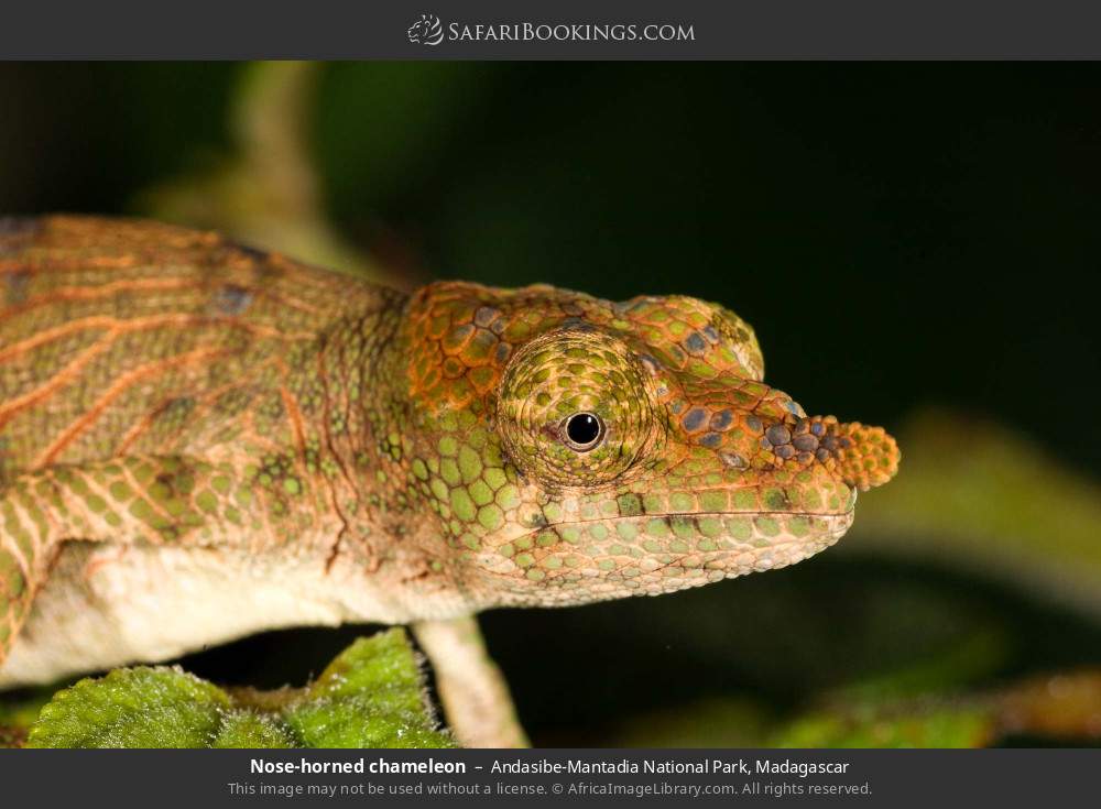 Nose-horned chameleon in Andasibe-Mantadia National Park, Madagascar