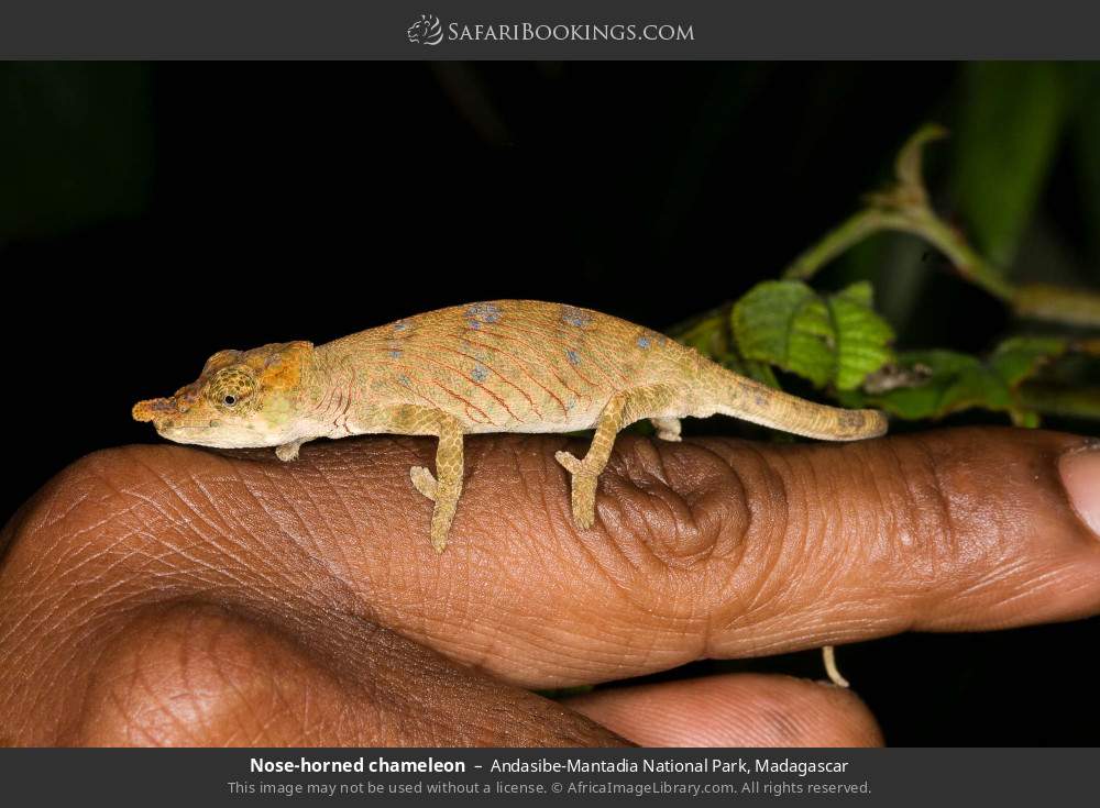 Nose-horned chameleon in Andasibe-Mantadia National Park, Madagascar