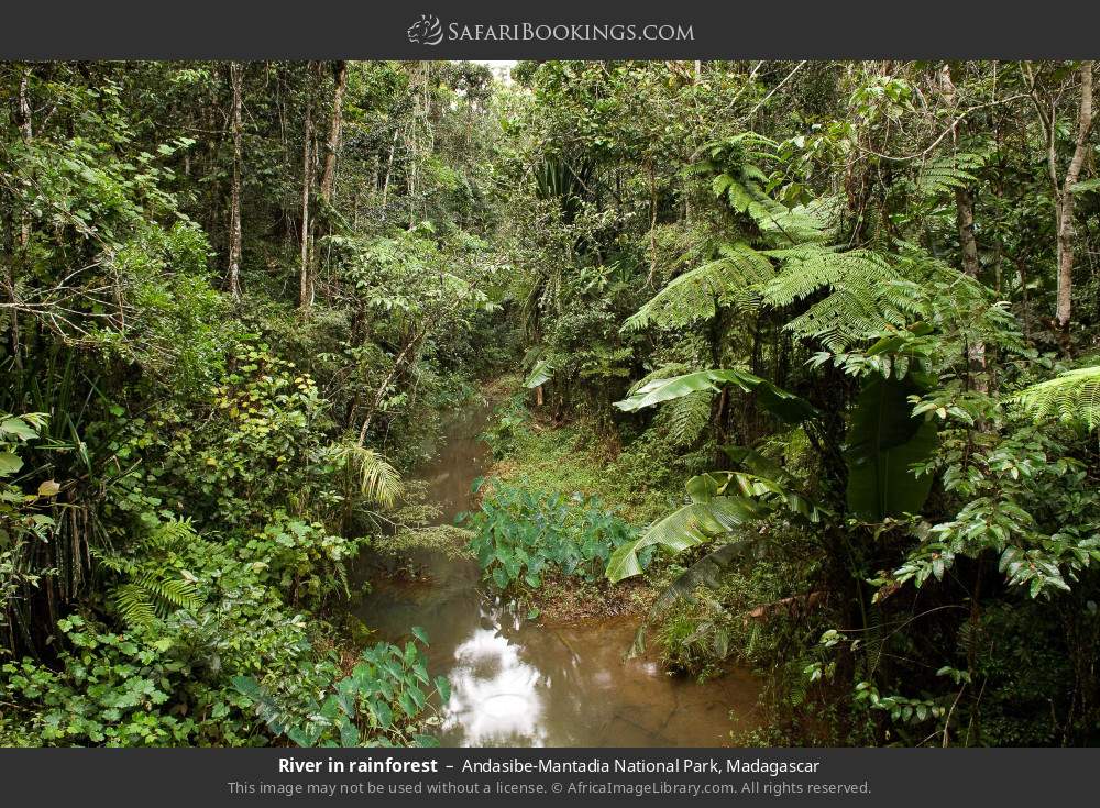 River in rainforest in Andasibe-Mantadia National Park, Madagascar