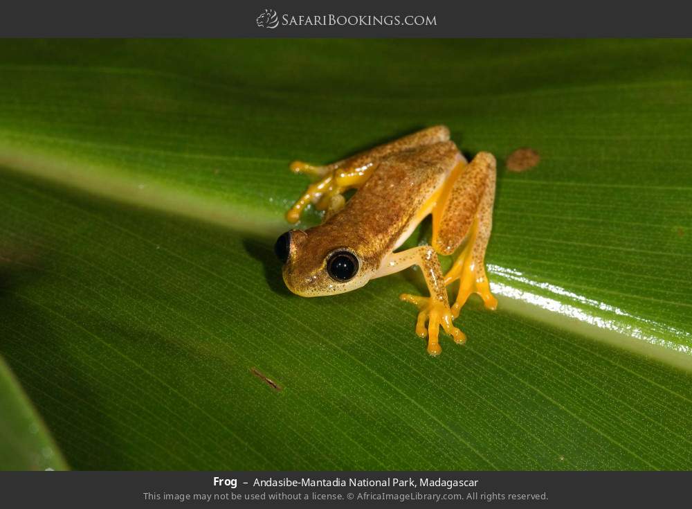 Frog in Andasibe-Mantadia National Park, Madagascar