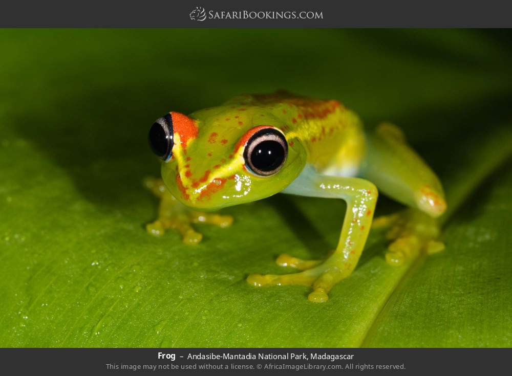 Frog in Andasibe-Mantadia National Park, Madagascar