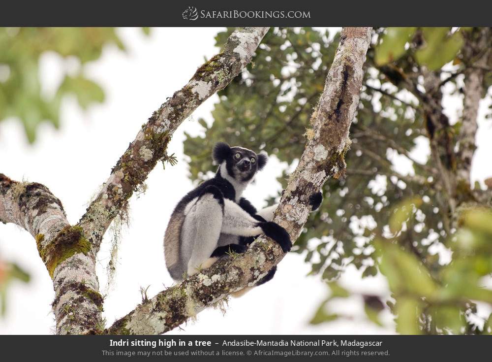 Indri sitting high in a tree in Andasibe-Mantadia National Park, Madagascar