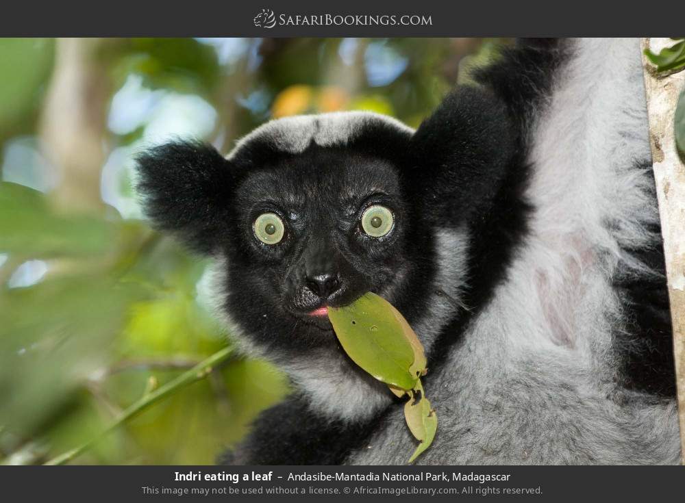 Indri eating a leaf in Andasibe-Mantadia National Park, Madagascar
