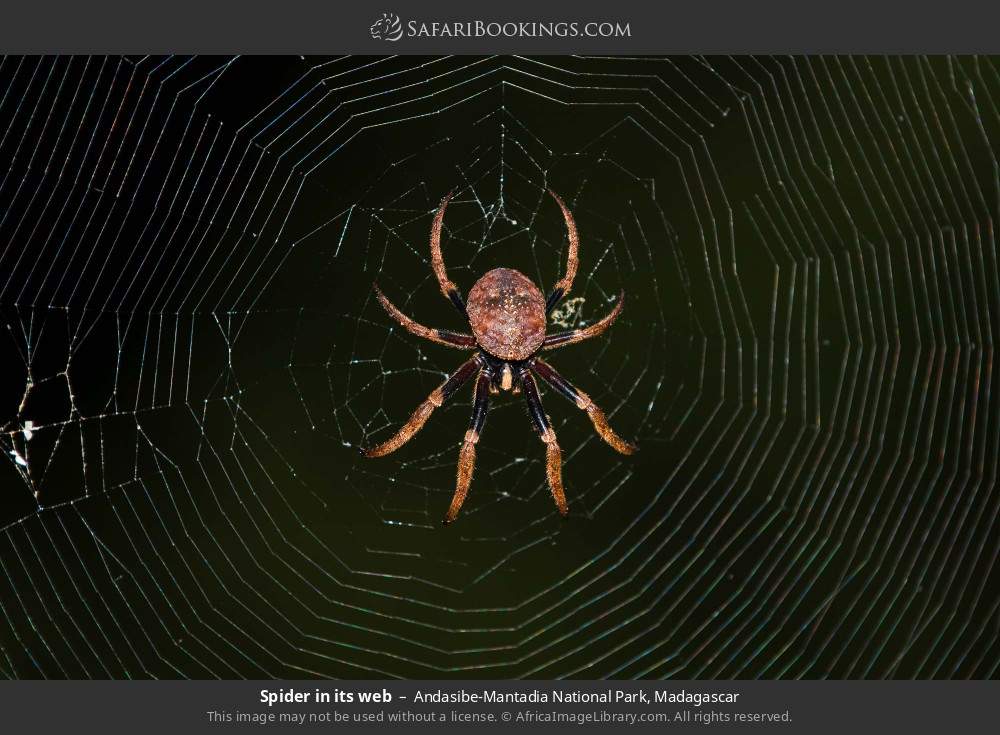 Spider in its web in Andasibe-Mantadia National Park, Madagascar