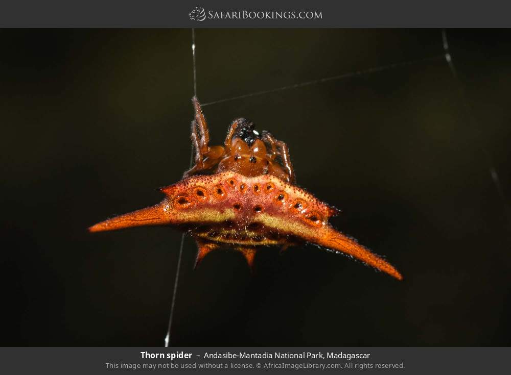 Thorn spider in Andasibe-Mantadia National Park, Madagascar