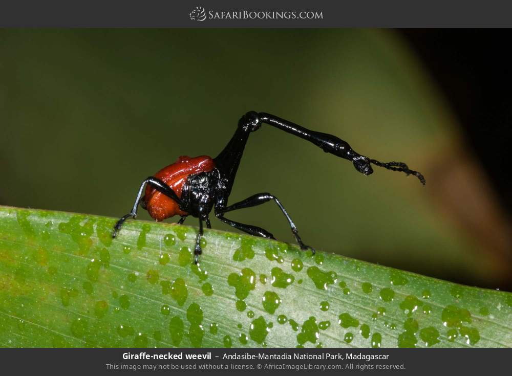 Giraffe-necked weevil in Andasibe-Mantadia National Park, Madagascar