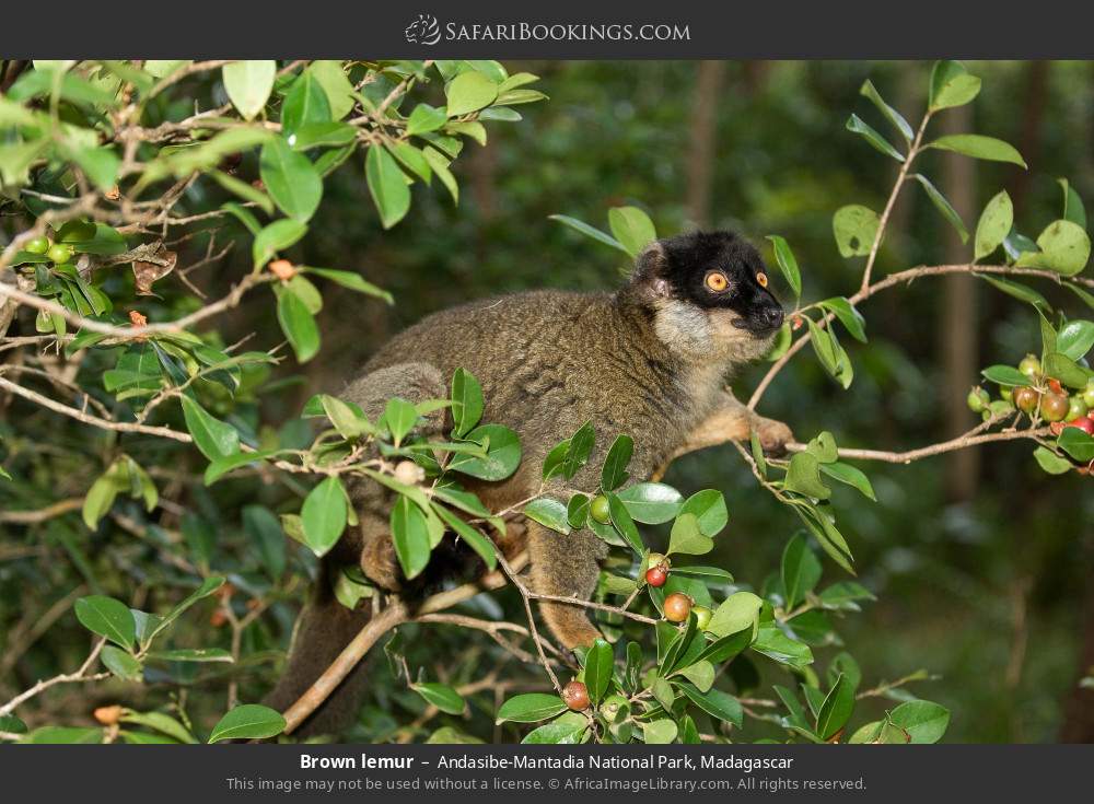 Brown lemur in Andasibe-Mantadia National Park, Madagascar