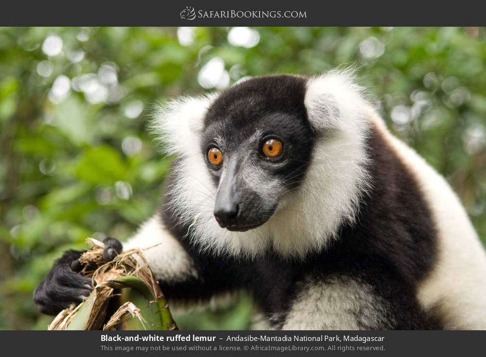 Black-and-white ruffed lemur in Andasibe-Mantadia National Park, Madagascar