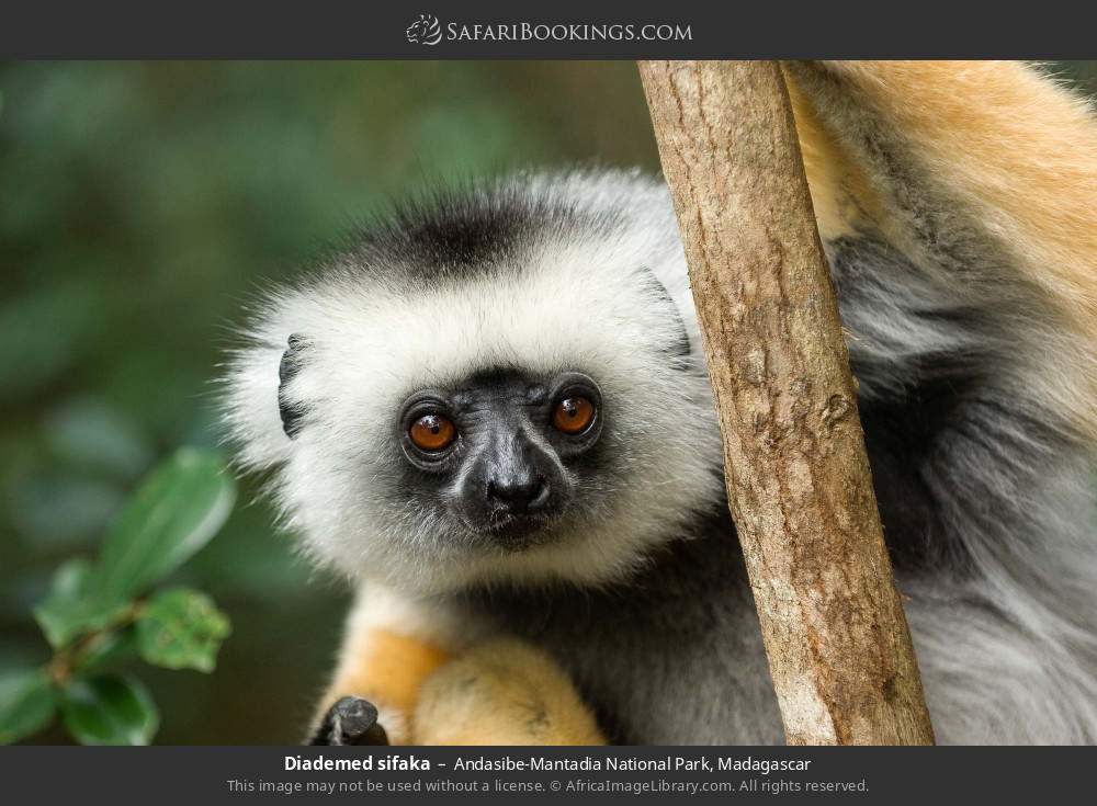 Diademed sifaka in Andasibe-Mantadia National Park, Madagascar