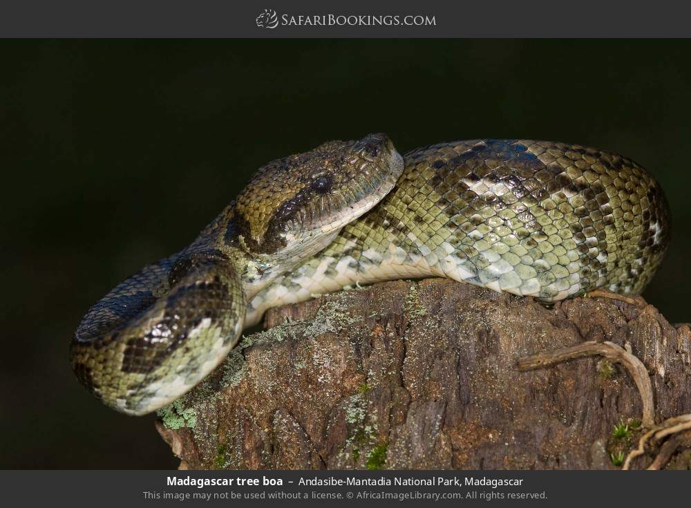 Madagascar tree boa in Andasibe-Mantadia National Park, Madagascar
