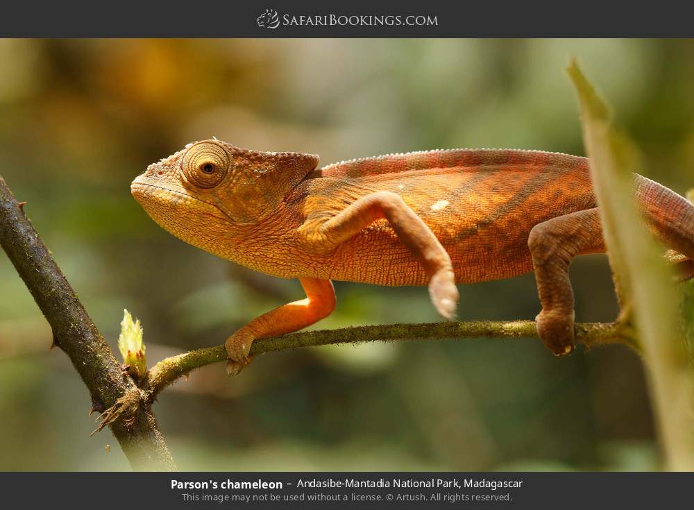 Parson's chameleon in Andasibe-Mantadia National Park, Madagascar