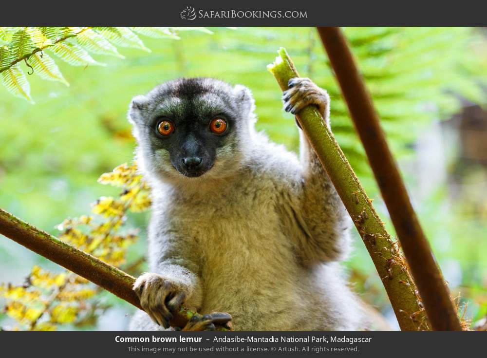 Common brown lemur in Andasibe-Mantadia National Park, Madagascar