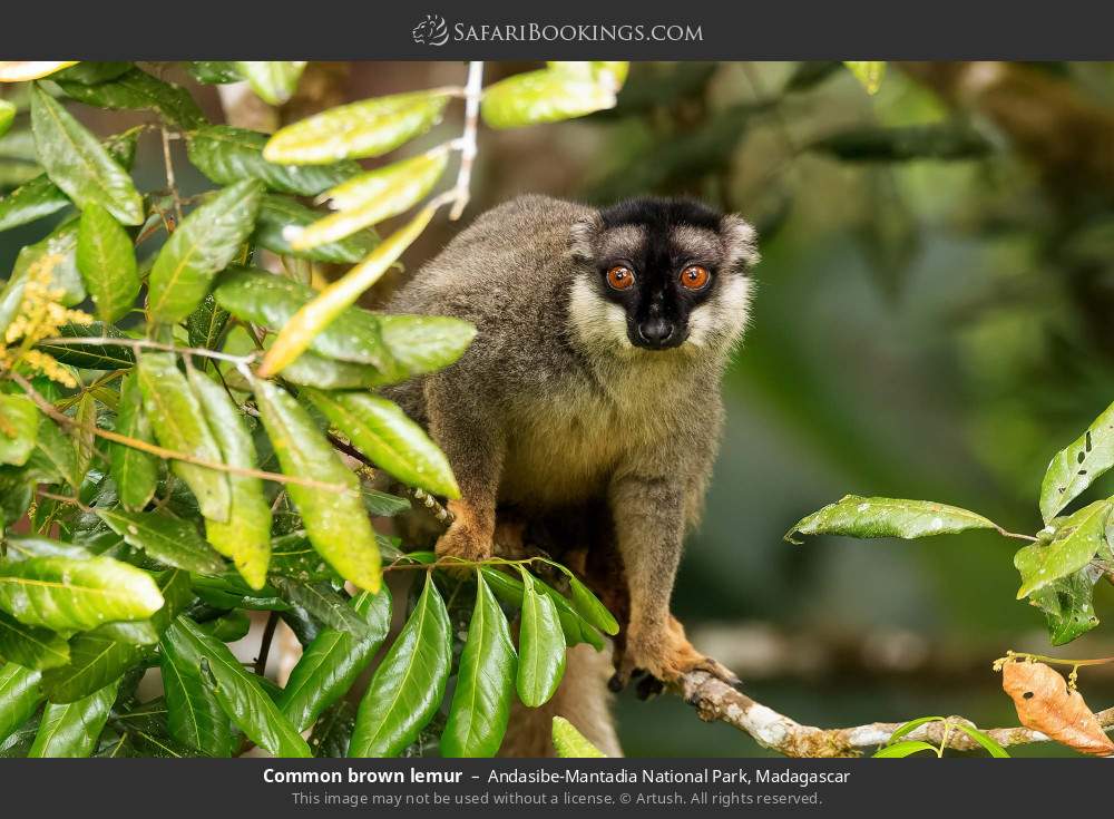 Common brown lemur in Andasibe-Mantadia National Park, Madagascar