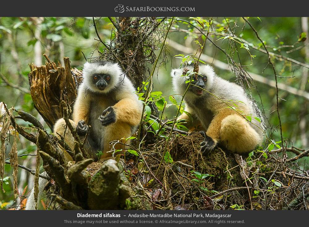 Diademed sifakas in Andasibe-Mantadibe National Park, Madagascar