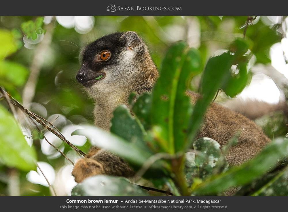 Common brown lemur in Andasibe-Mantadibe National Park, Madagascar