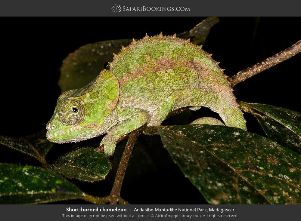 Short-horned chameleon in Andasibe-Mantadibe National Park, Madagascar