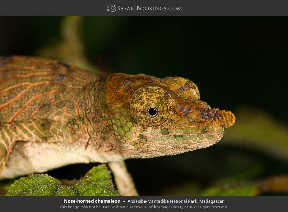 Nose-horned chameleon in Andasibe-Mantadibe National Park, Madagascar