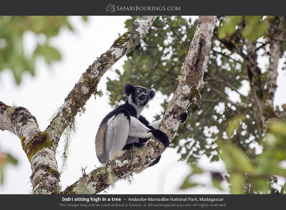 Indri sitting high in a tree in Andasibe-Mantadibe National Park, Madagascar