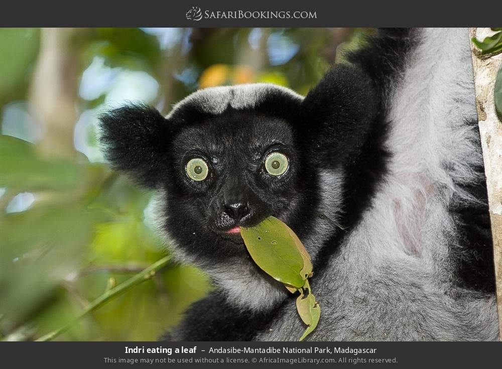 Indri eating a leaf in Andasibe-Mantadibe National Park, Madagascar