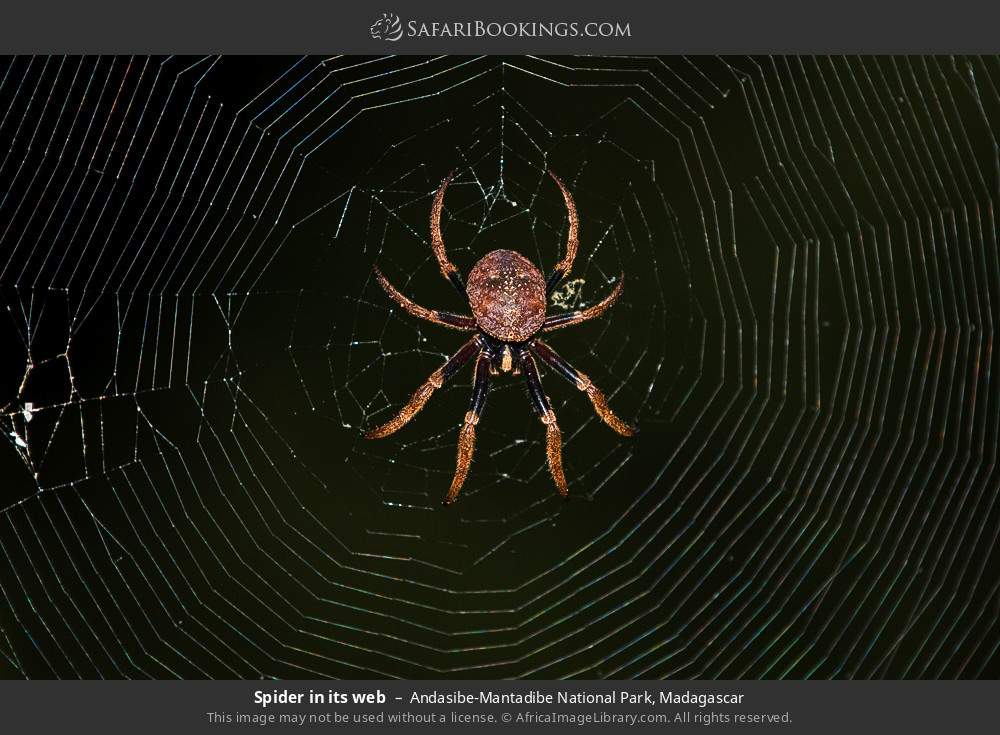 Spider in its web in Andasibe-Mantadibe National Park, Madagascar