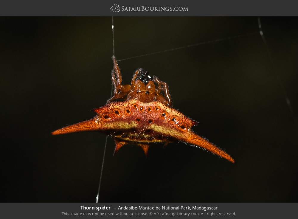 Thorn spider in Andasibe-Mantadibe National Park, Madagascar