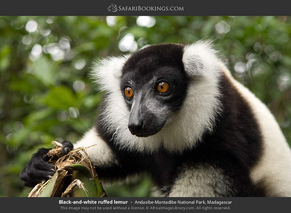 Black-and-white ruffed lemur in Andasibe-Mantadibe National Park, Madagascar